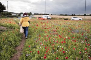 Wildflowers on a roundabout - walker 