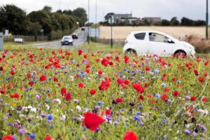 Wildflowers on a roundabout 